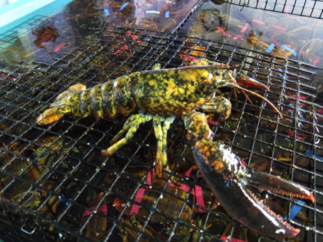 Calico Lobster - NHP62 Calico Lobster - NHP62